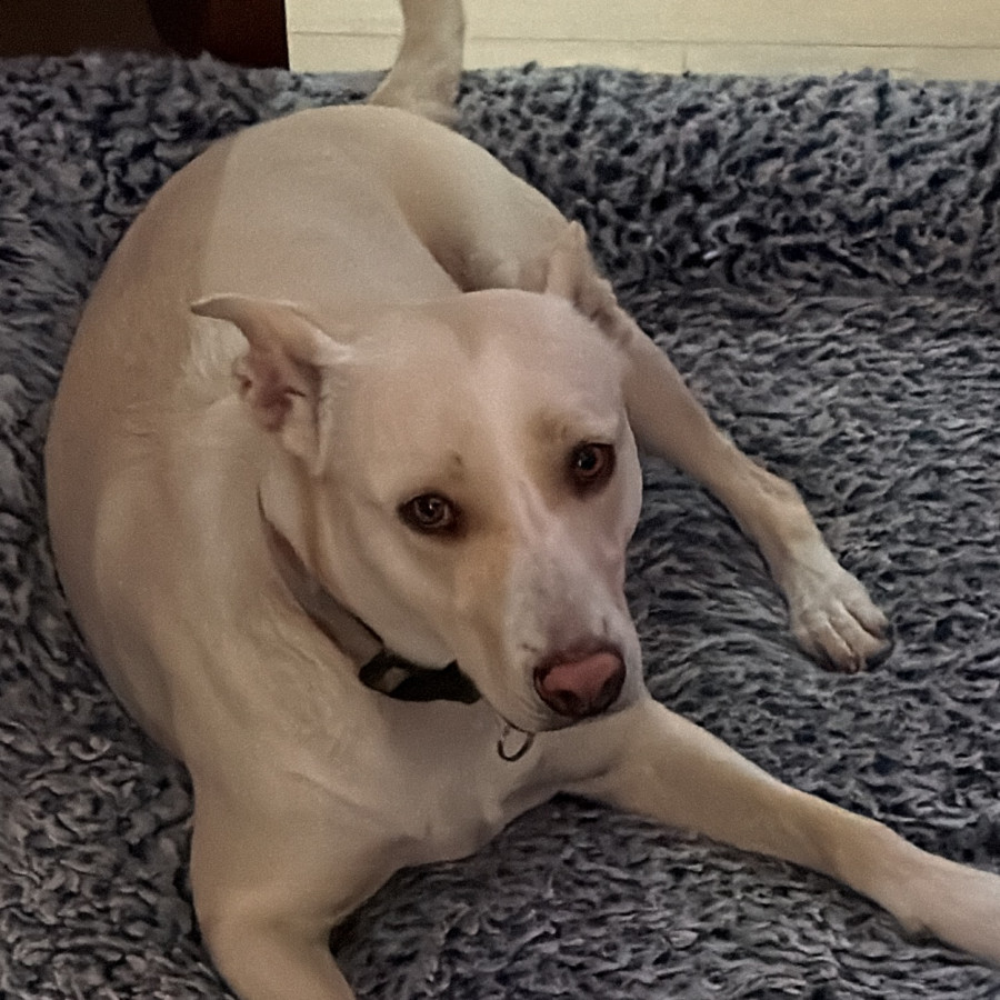  | Raza Mestiza | Encontrada