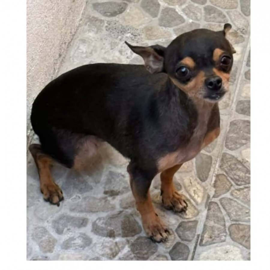 MORA | Raza Chihuahua | Perdida