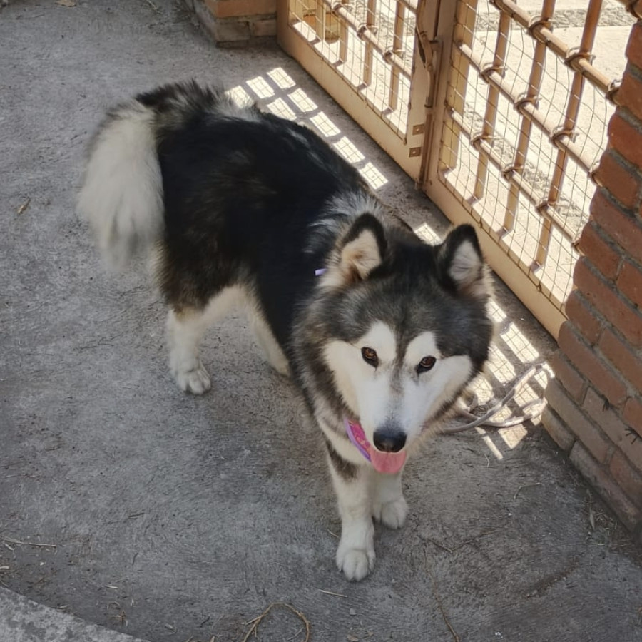 LOBI | Raza Malamute de Alaska o Alaskan Malamute | En Adopción
