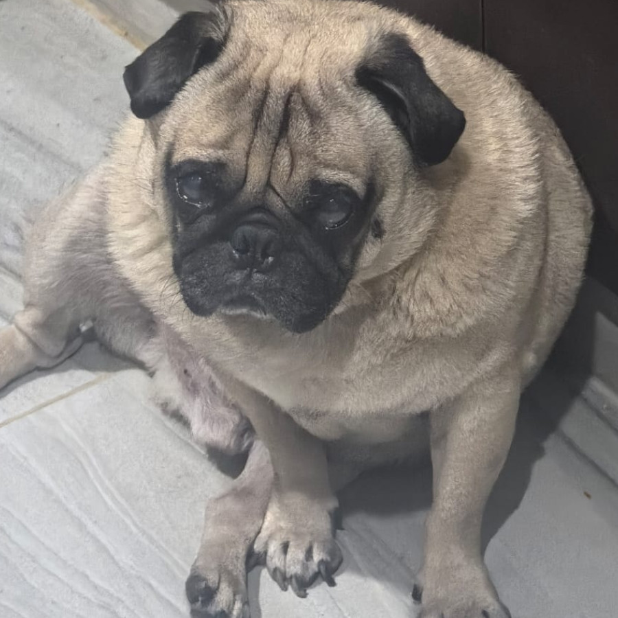 BRUNO | Raza Pug o Carlin | Final Feliz