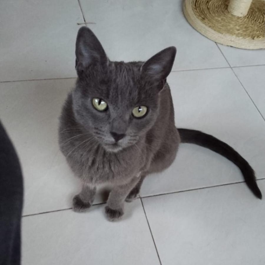  | Raza Korat | Encontrada