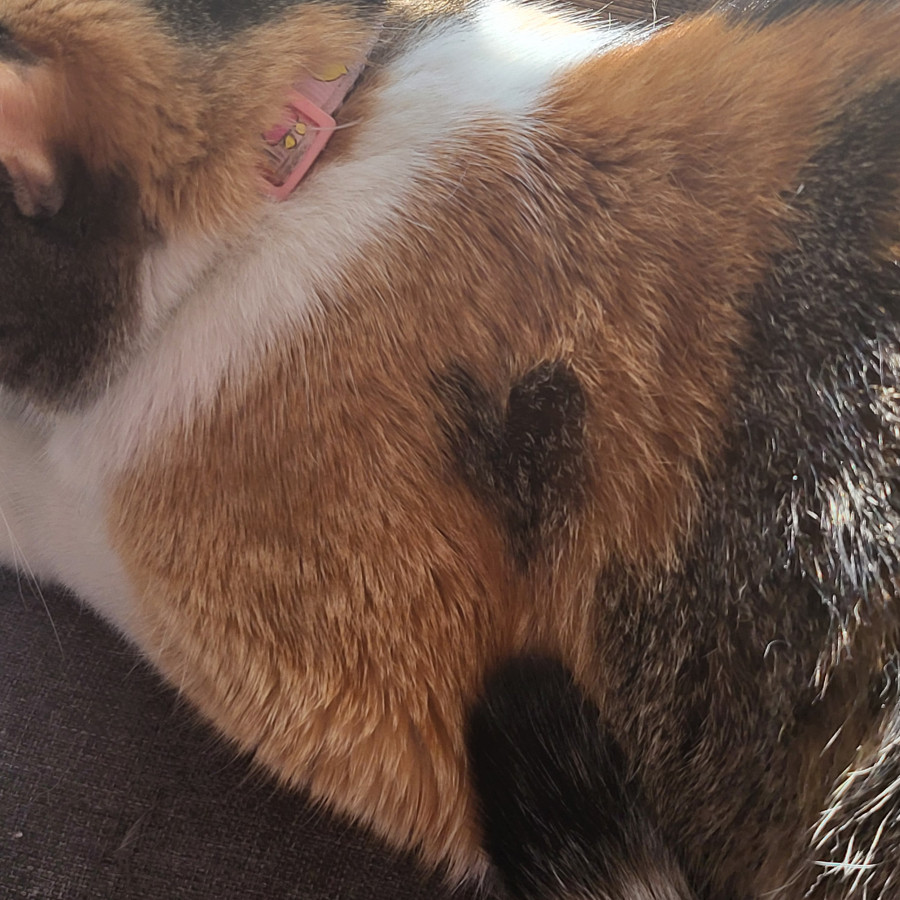 NANI | Raza Calicó de pelo corto | Perdida