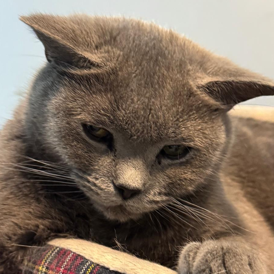 BRISA | Raza Británico de pelo corto | Perdida