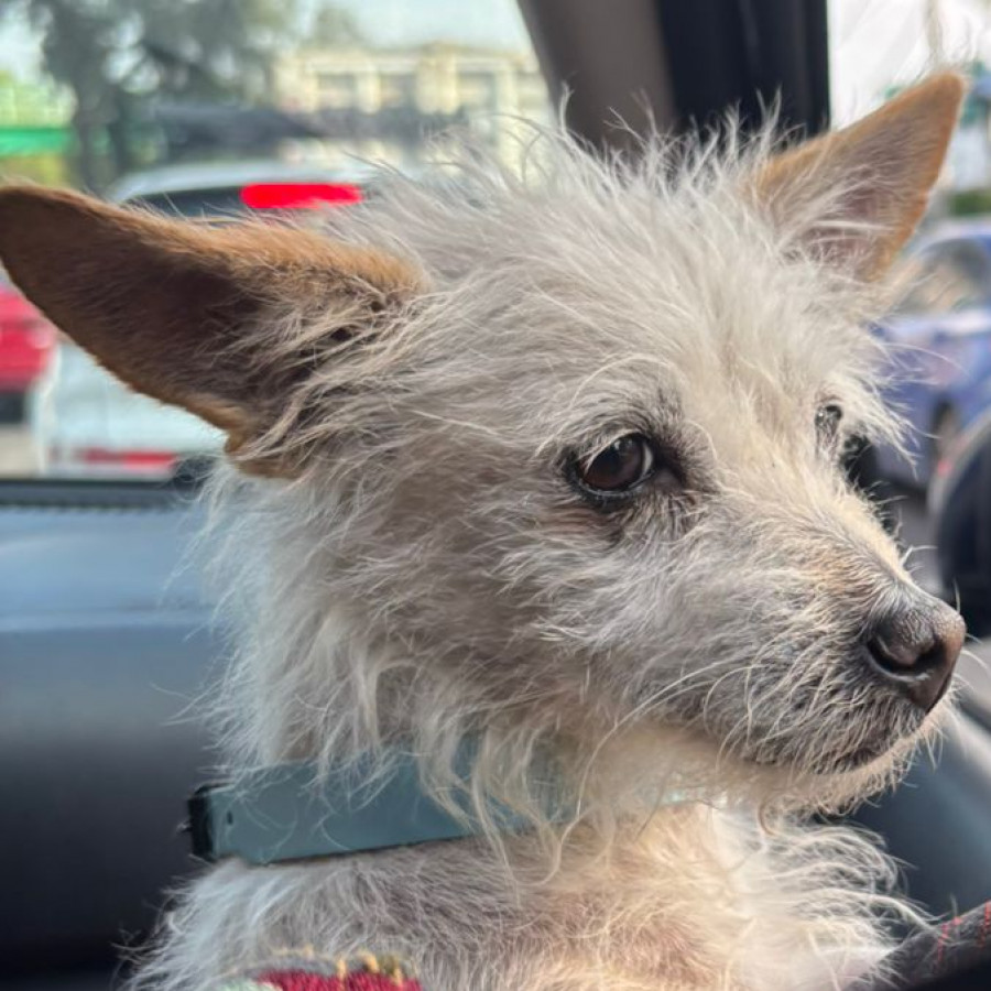  | Raza Mestiza, cruza de Chihuahua con Schnauzer,  (Chizer) | Final Feliz