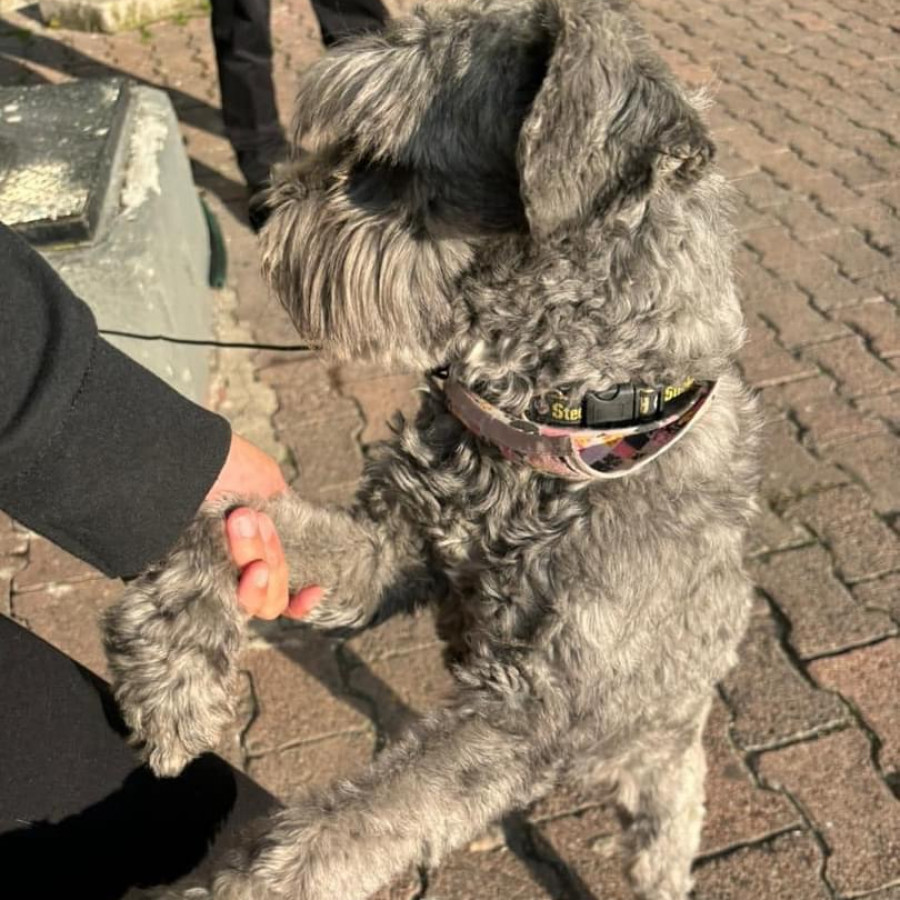  | Raza Schnauzer | Encontrada