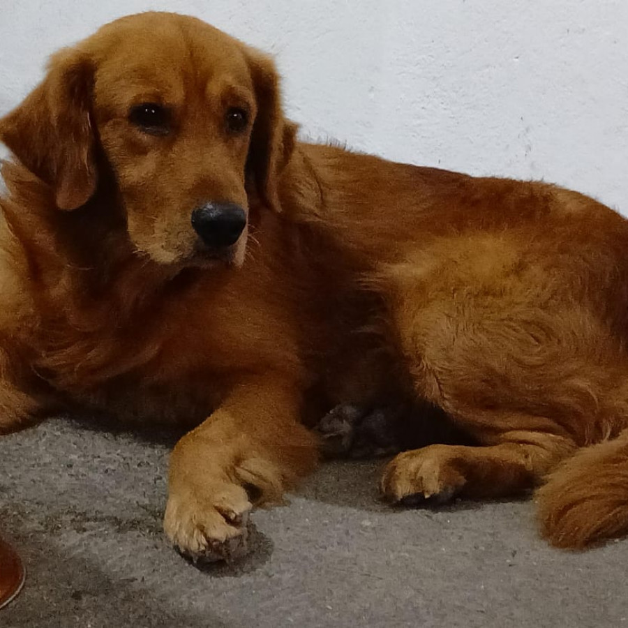 TOBY | Raza Golden Retriever  | Perdido