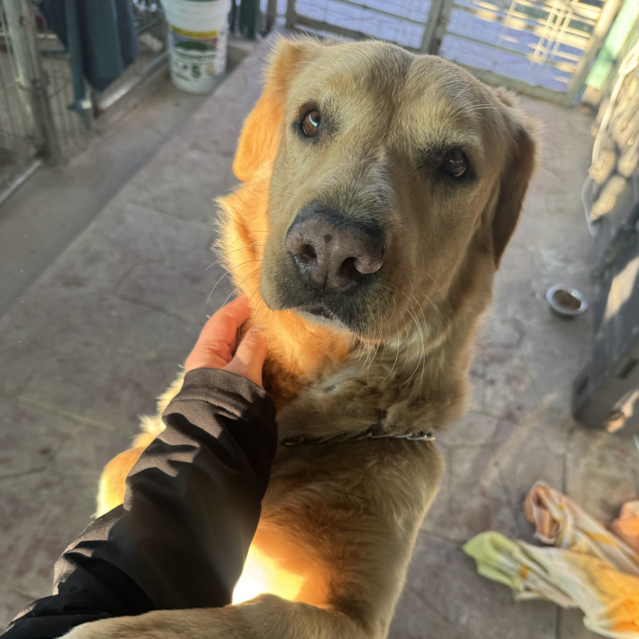 CANELO | Raza Golden Retriever  | Perdido