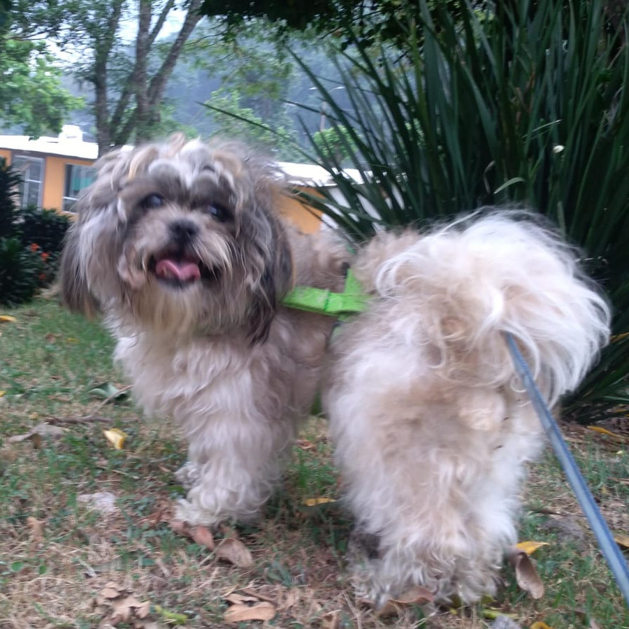 GATSBY | Raza Shih Tzu  | Final Feliz