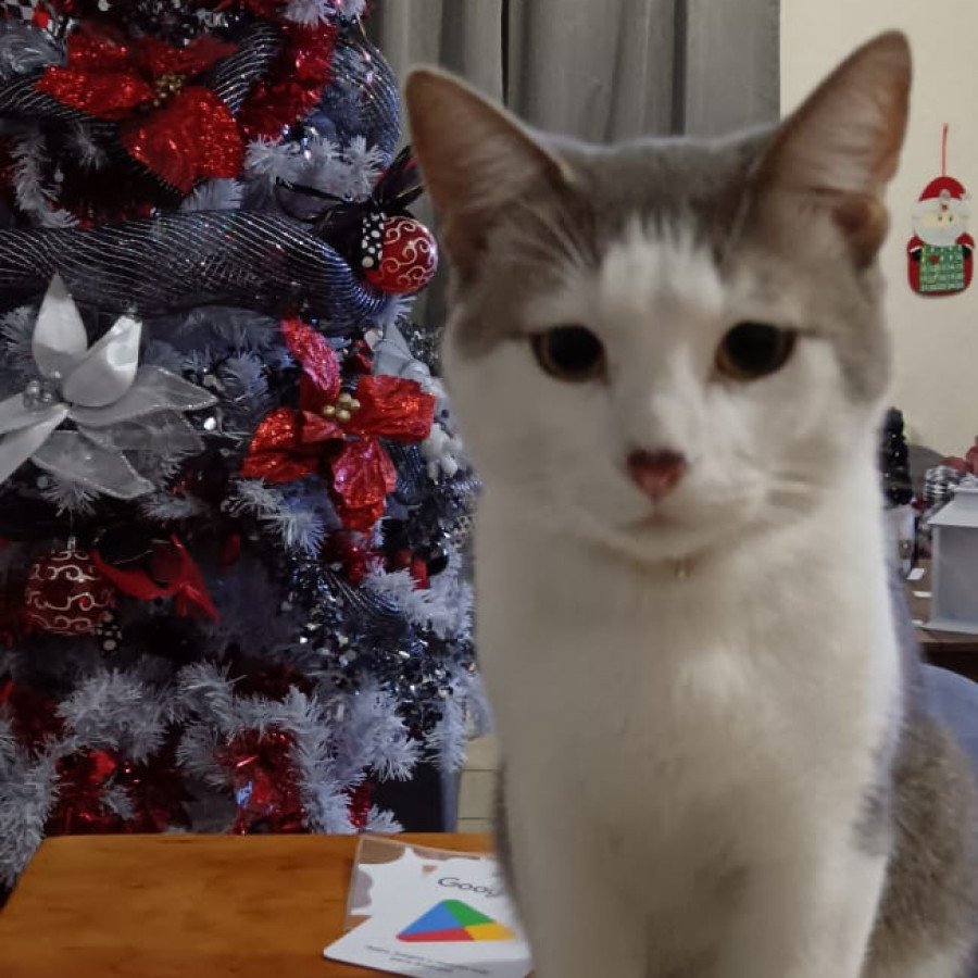 KYRO | Raza Doméstico Américano de Pelo Corto | En Adopción