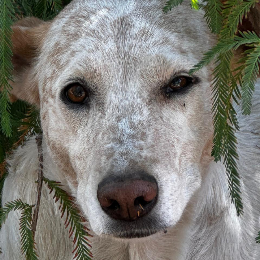 NALA | Raza Mestiza | Perdida