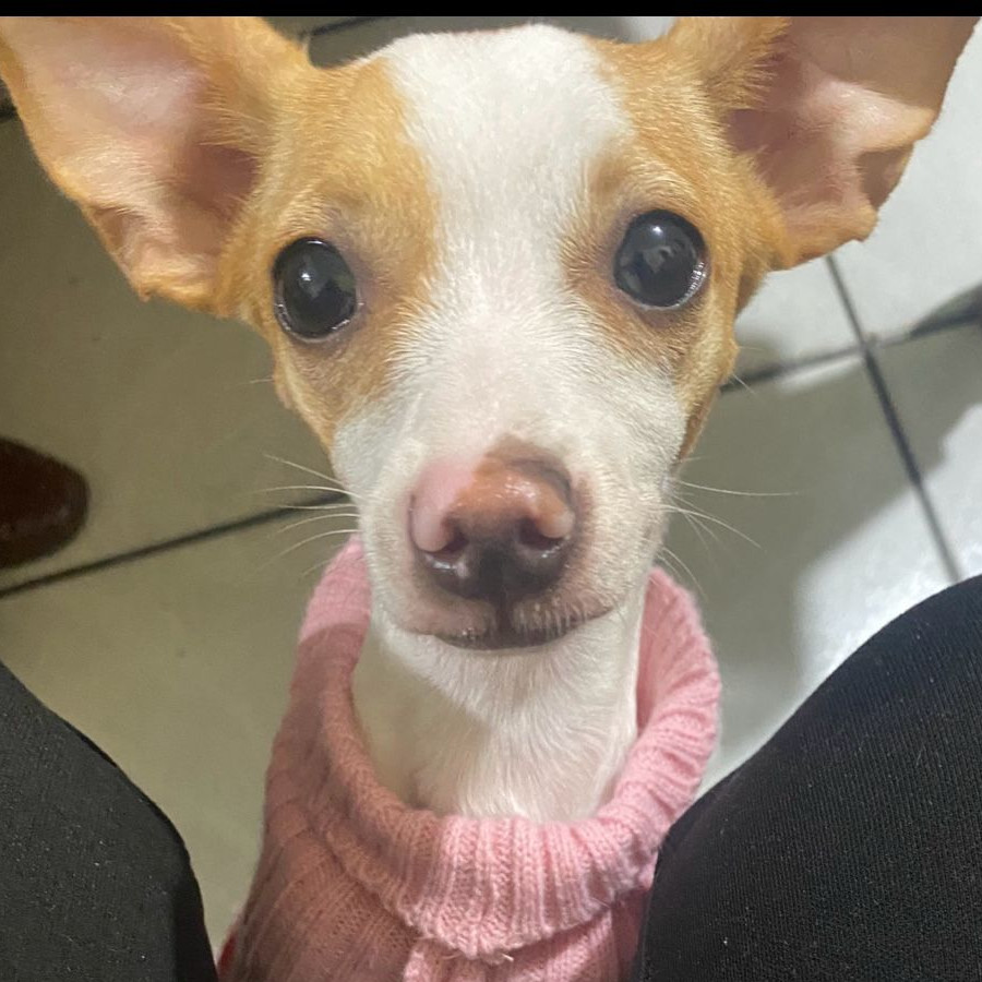 KITTY | Raza Chihuahua | Perdida