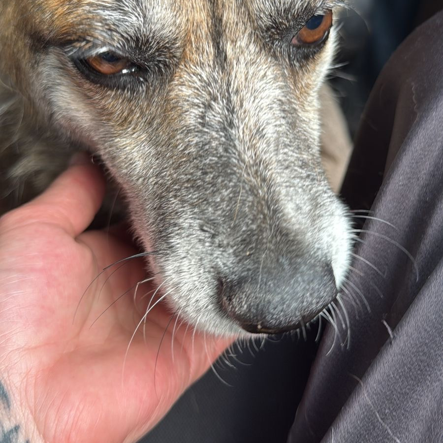  | Raza Mestiza | Encontrada