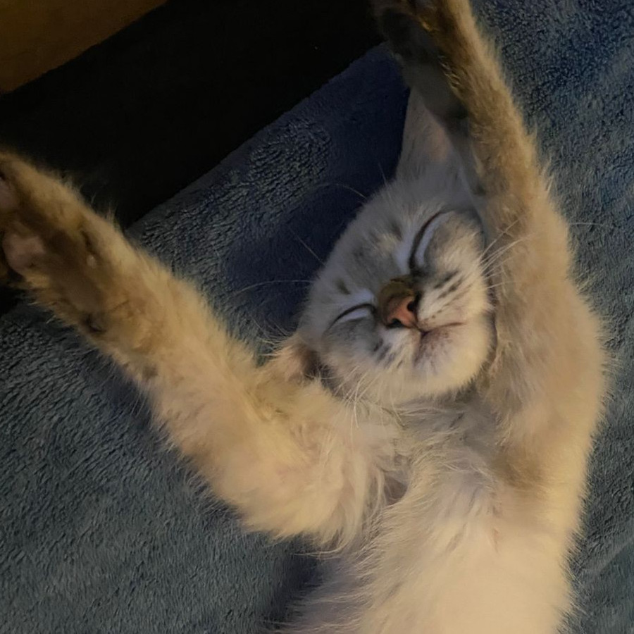 COCO | Raza Balinés Punto Tabby | Final Feliz