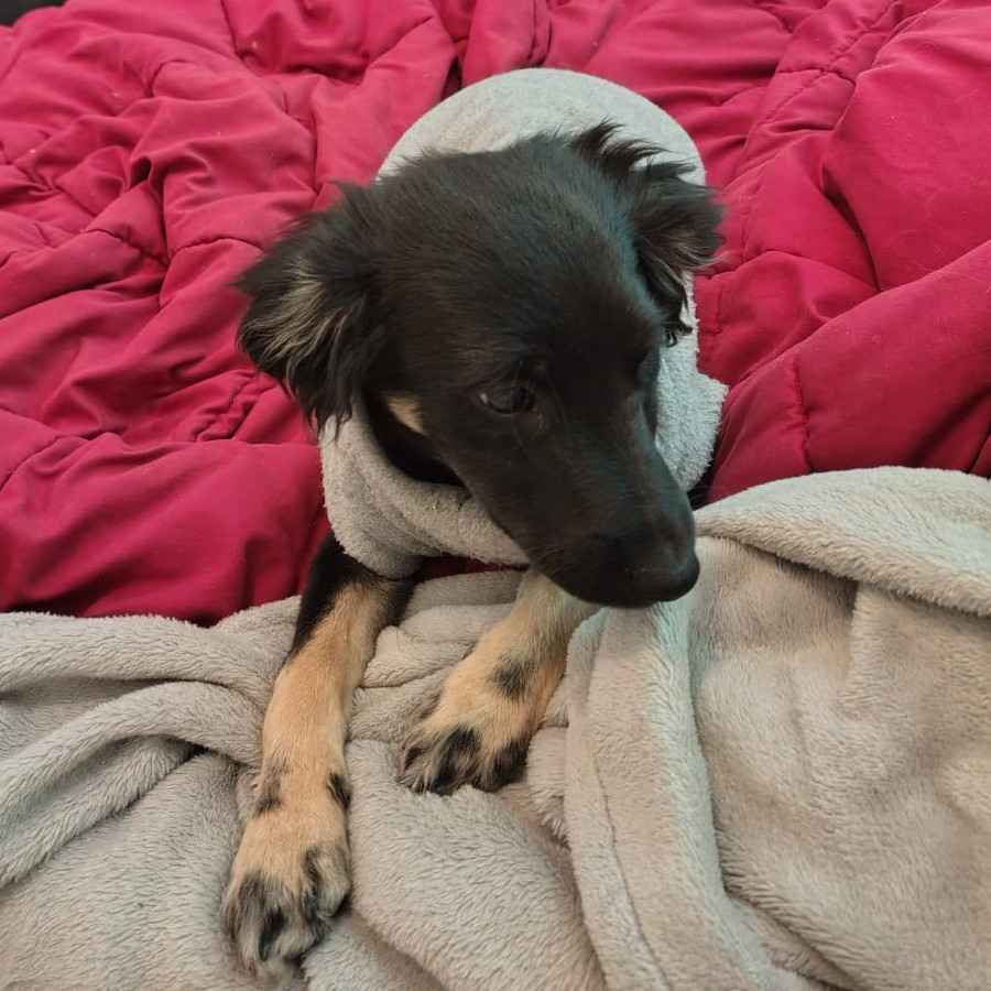  | Raza Mestiza | Encontrada