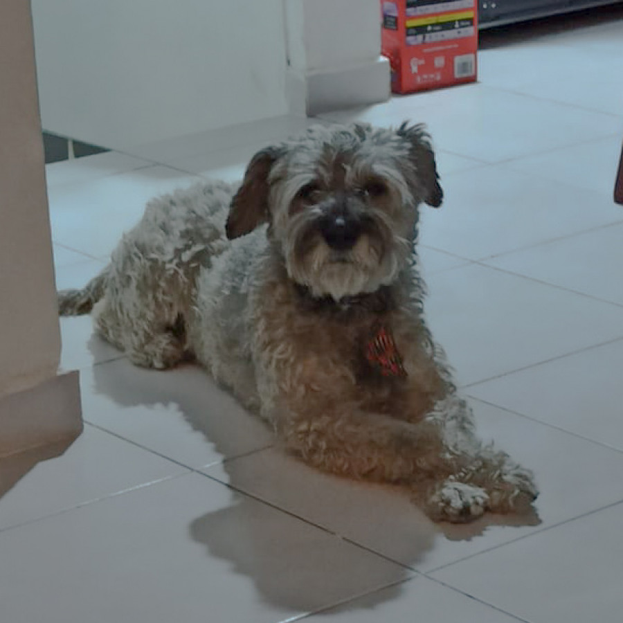 BRANDY | Raza Mestizo, cruza Schnauzer | Final Feliz