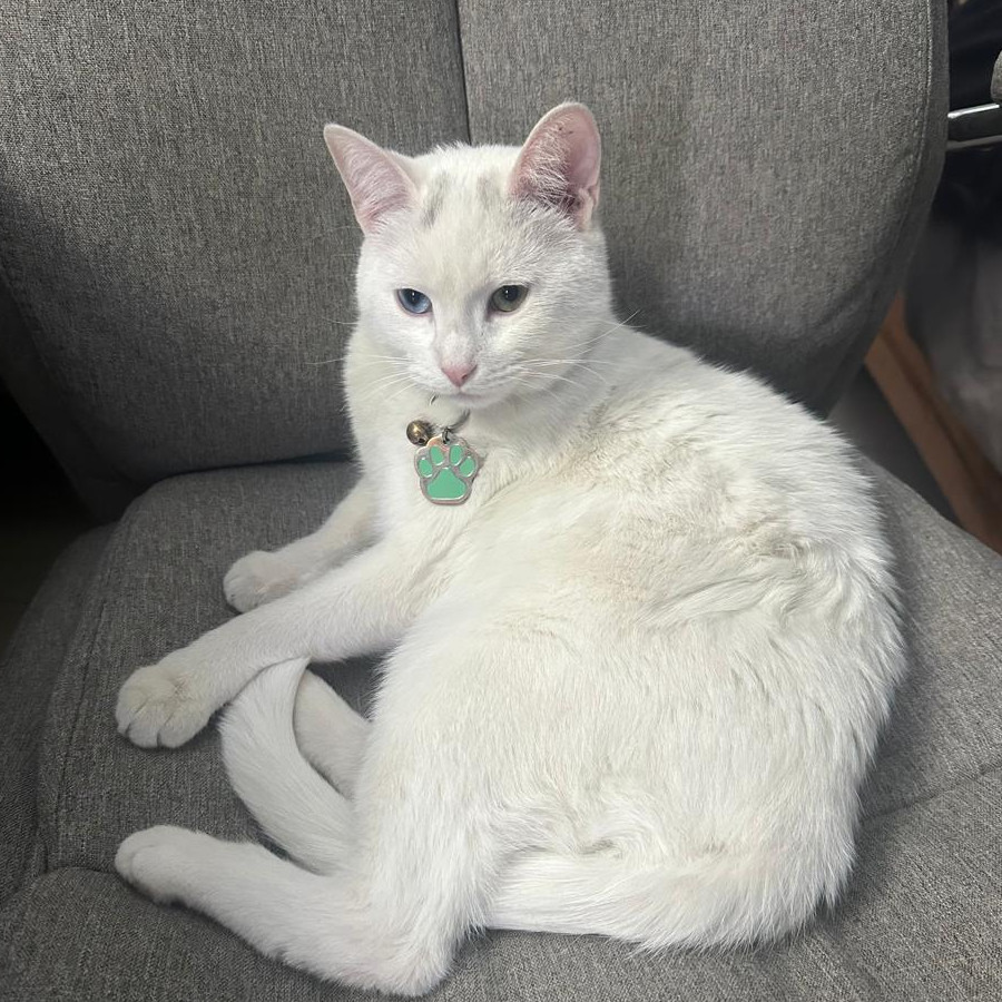 LUNA | Raza Khao Manee | Perdida