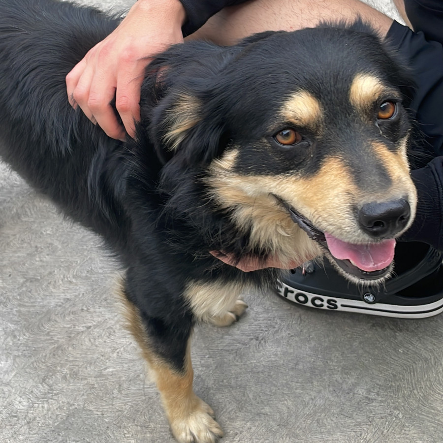  | Raza Mestizo, posible cruza de Border Collie | Encontrado