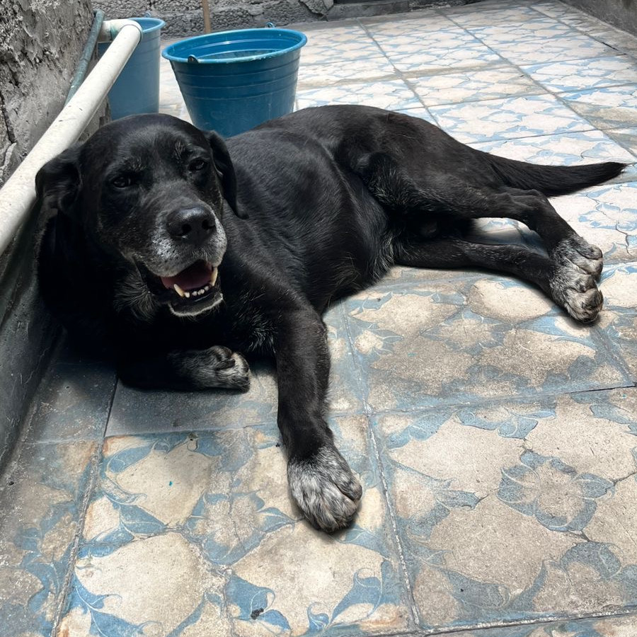 NEGRO | Raza Labrador  | Perdido