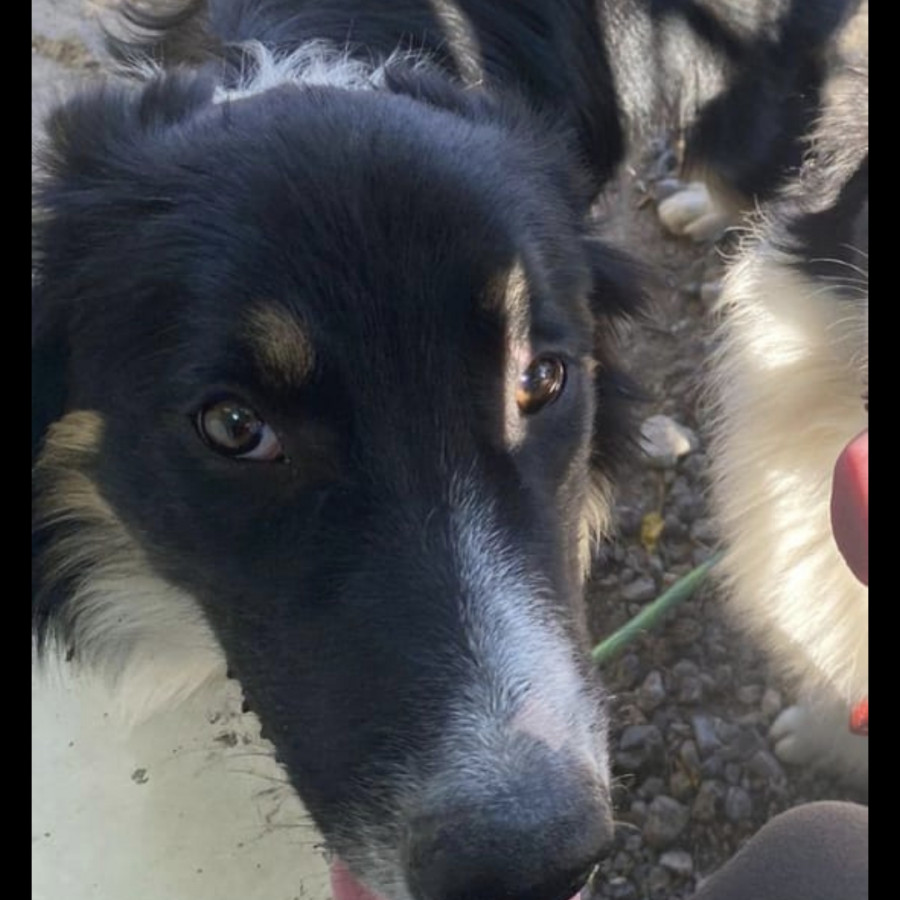 CHIMUELO | Raza Border Collie  | Final Feliz