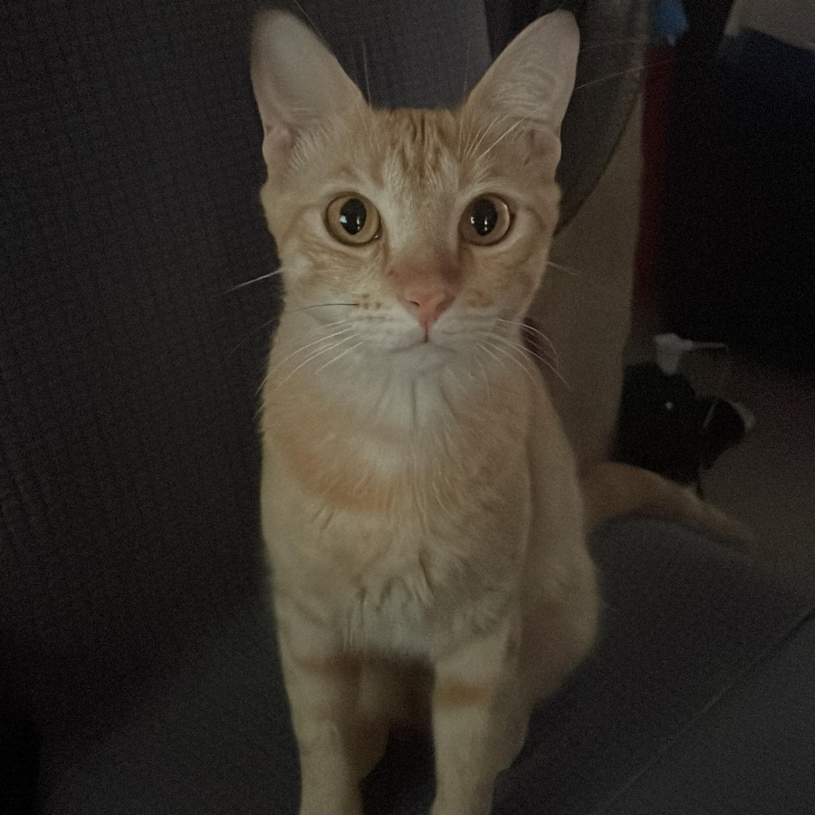 CHESTER | Raza Doméstico Américano de Pelo Corto | Perdido