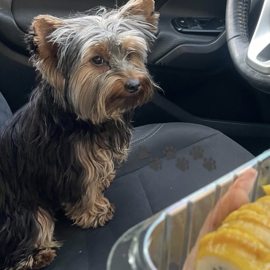CHANEL | Raza Yorkshire Terrier (Yorkie) | Perdida