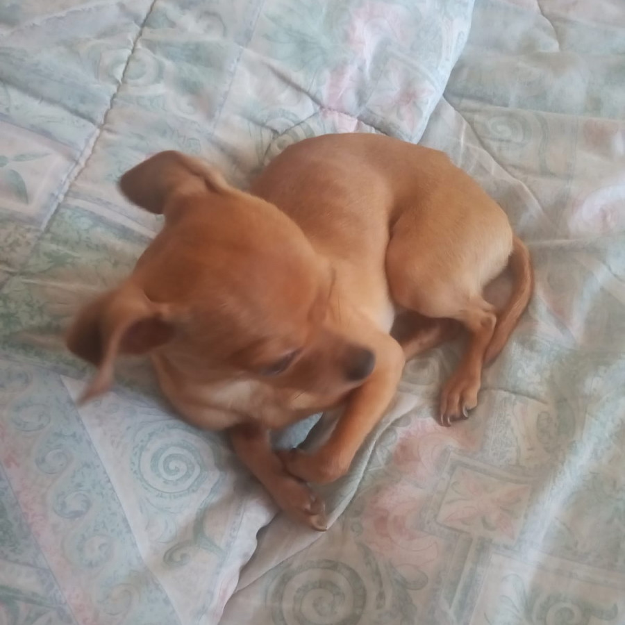 ROCKO | Raza Chihuahua | Final Feliz