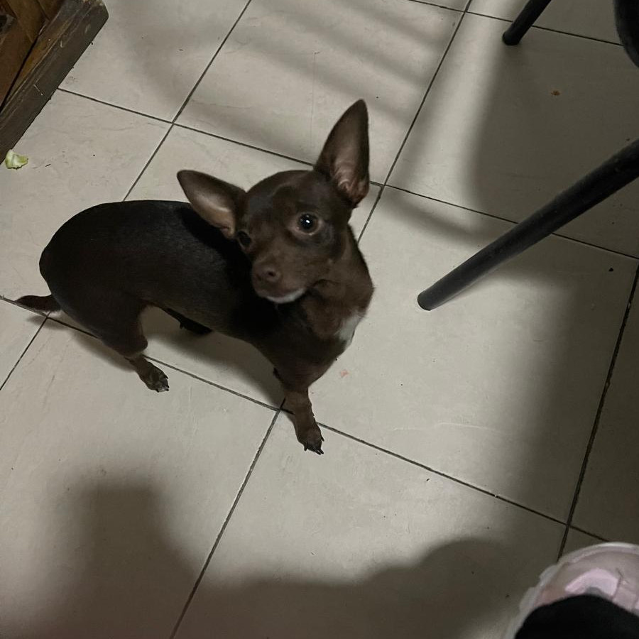 CHIQUIRRINGUIS | Raza Chihuahua | Perdida