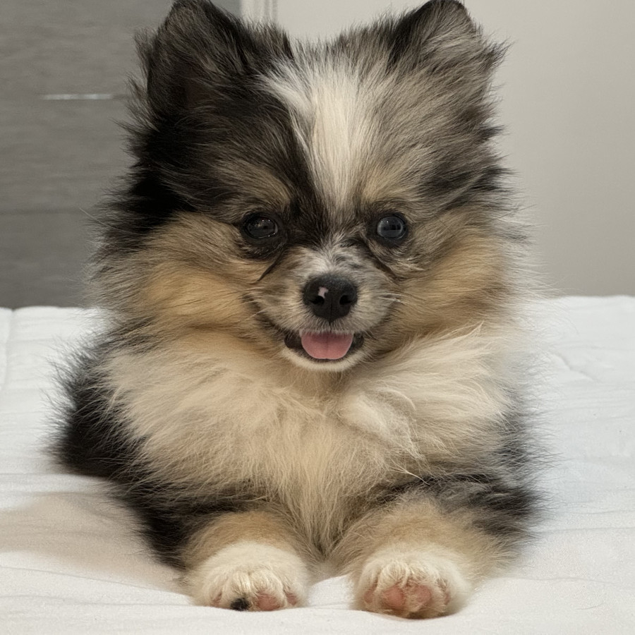 TEO | Raza Pomerania | Perdido