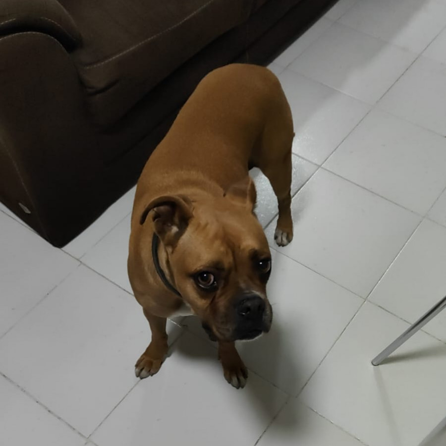  | Raza Bóxer  | Encontrada