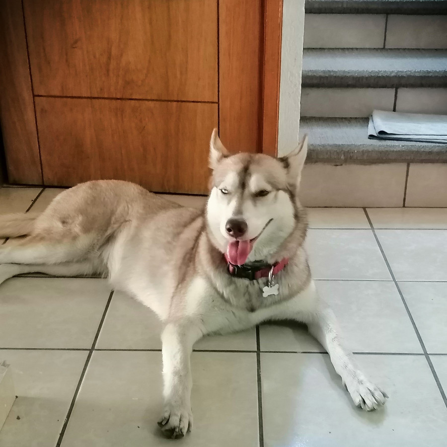 KIRA | Raza Husky Siberiano | Final Feliz