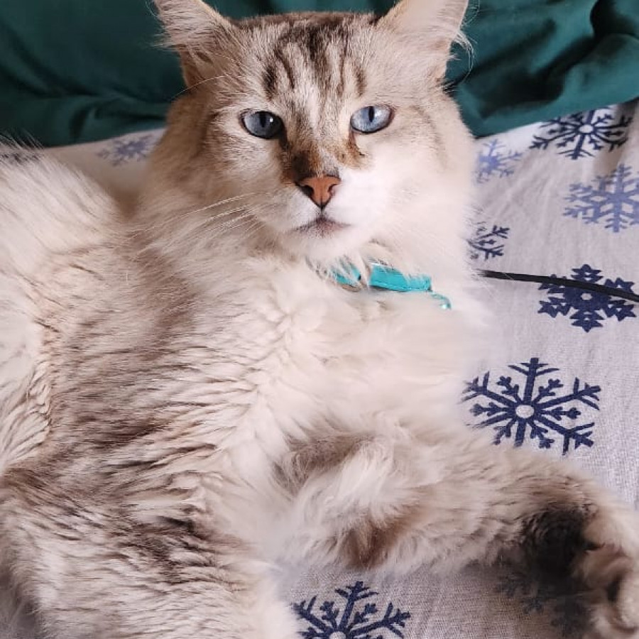 LUIS | Raza Balinés punto tabby | Perdido