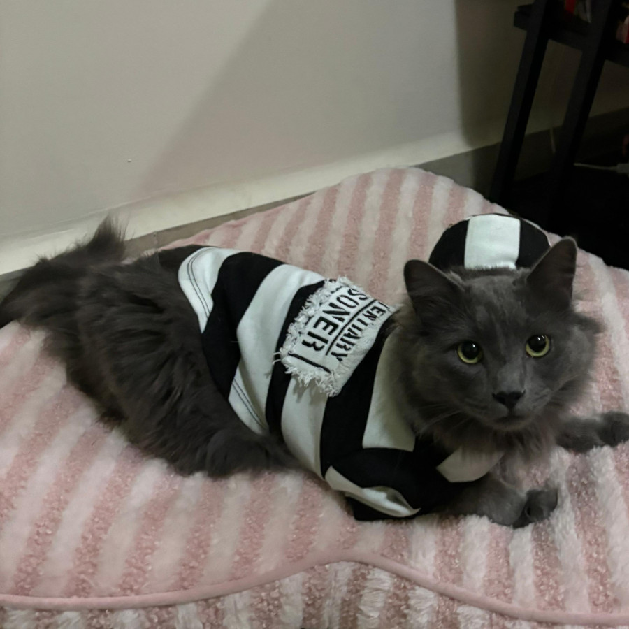 CHARMS | Raza Nibelungo o Nebelung | Perdido