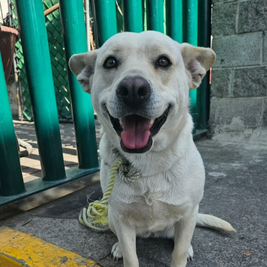  | Raza Mestiza, posible cruza de Labrador con Husky | Encontrada