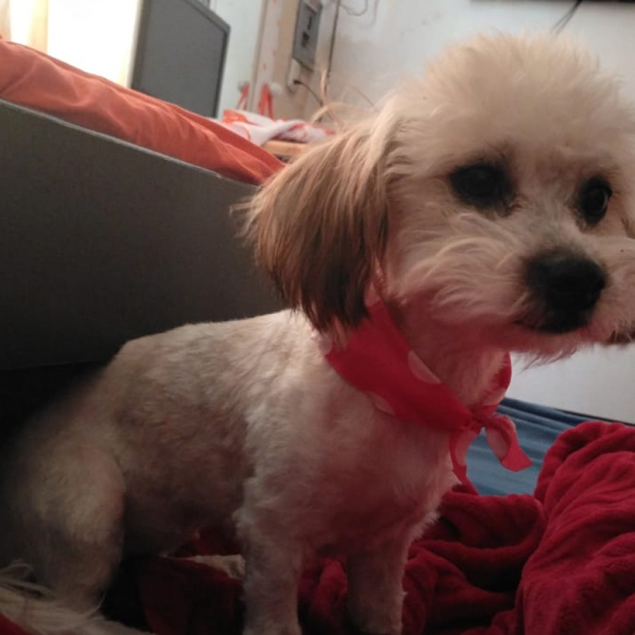 GERTRUDIS | Raza Mestiza, cruza de Shih Tzu con French Poodle | Perdida