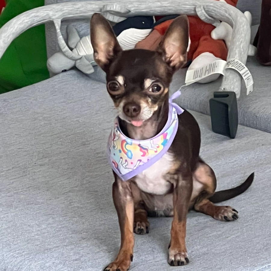 CHOCO | Raza Chihuahua | Perdida