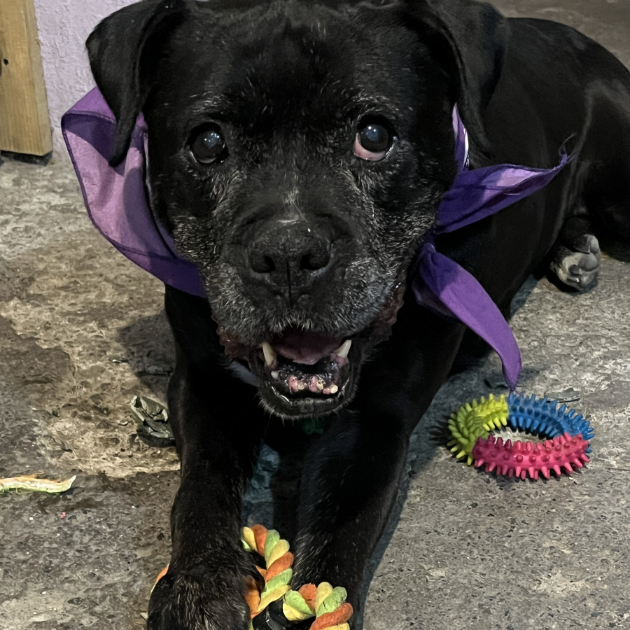 HERMOSA PELUDITA | Raza Bóxer  | En Adopción