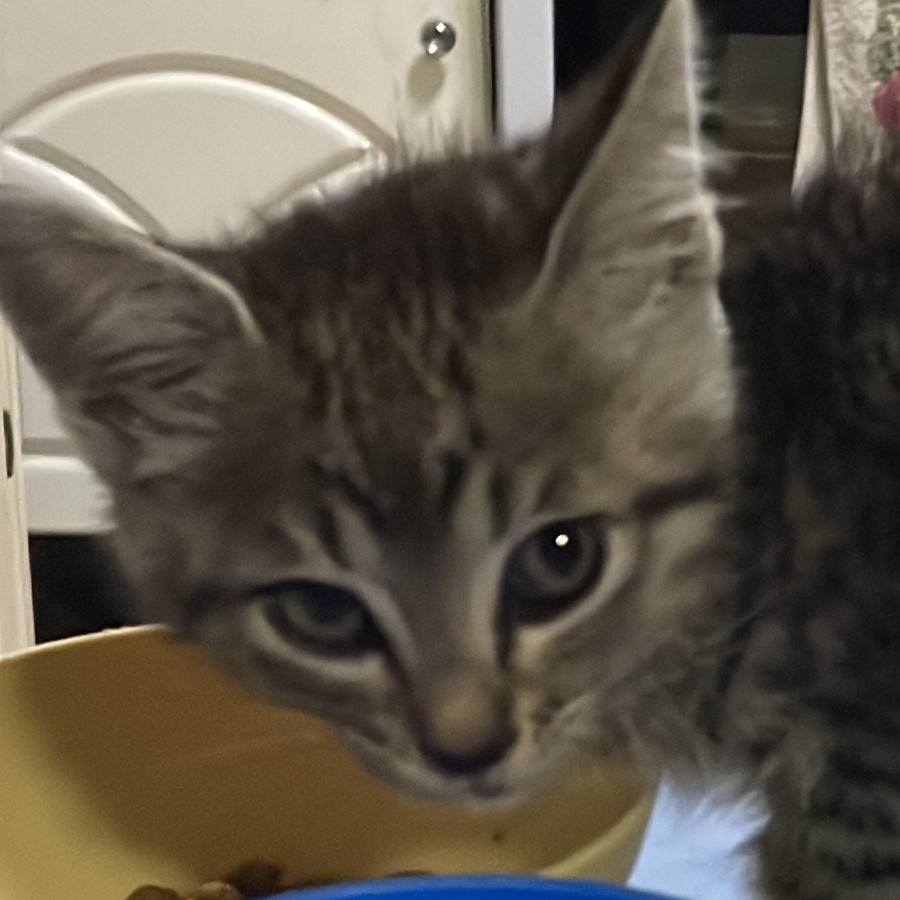 RAYITAS | Raza Doméstico Americano de pelo semilargo | Final Feliz