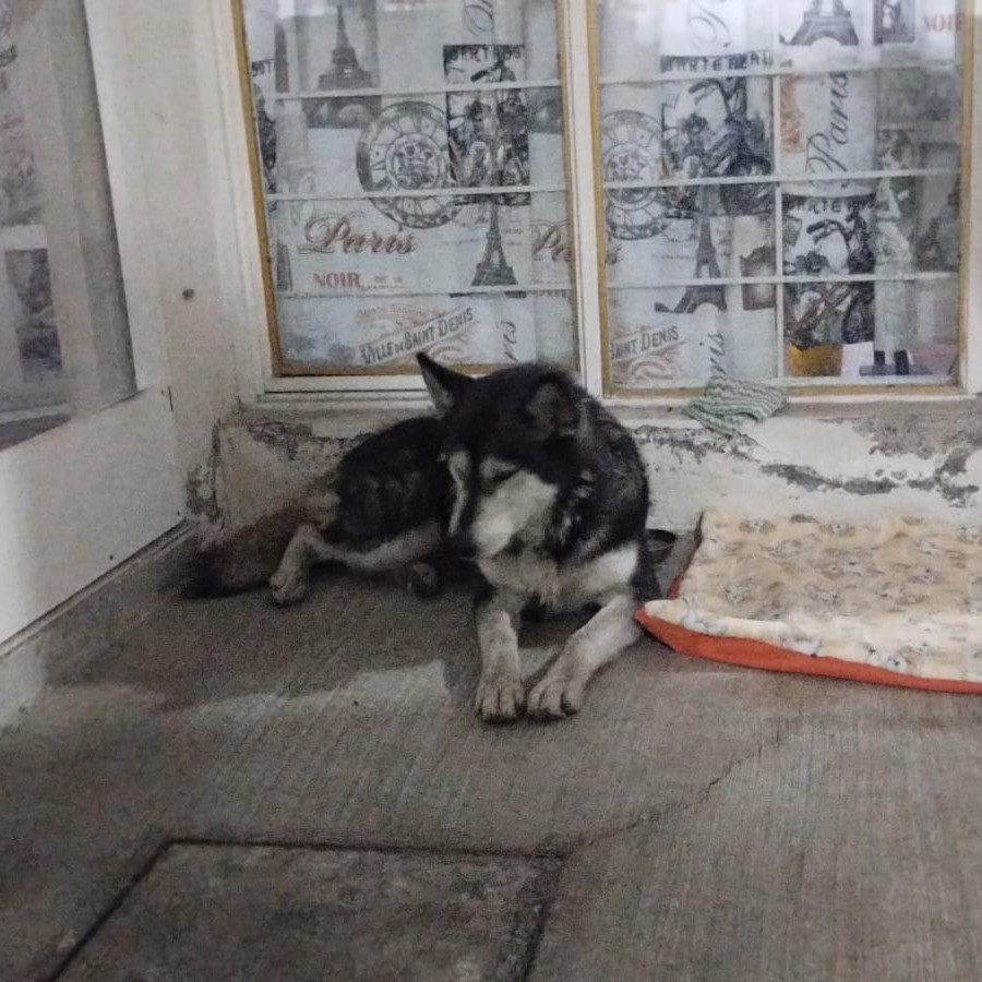  | Raza Husky Siberiano | Encontrada