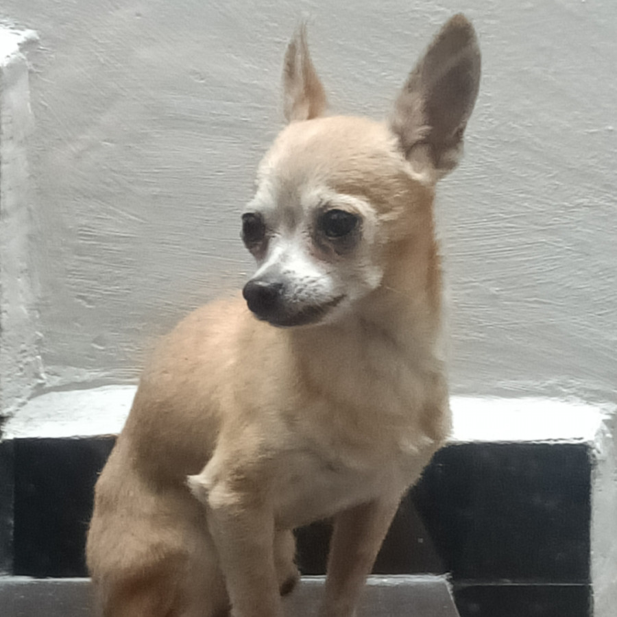 BAILEY | Raza Chihuahua | Perdido