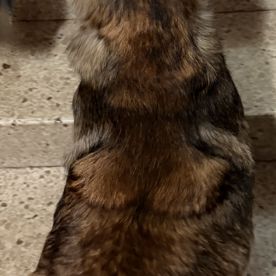  | Raza Pastor Belga Maliniois | Encontrada
