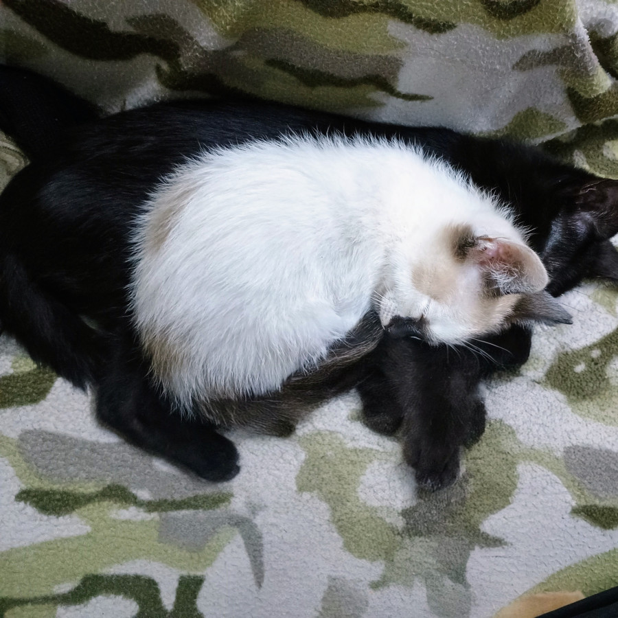 LATIOS | Raza Snowshoes | Perdido