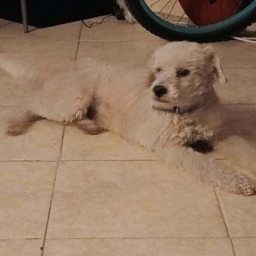 CURLY | Raza French Poodle o Caniche | Perdido