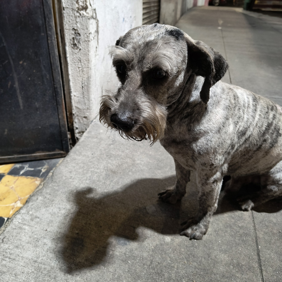  | Raza Schnauzer | Encontrado