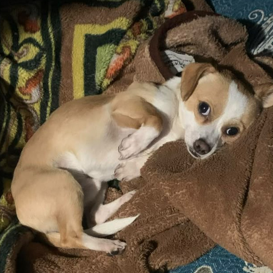 YUKI | Raza Chihuahua | Perdido
