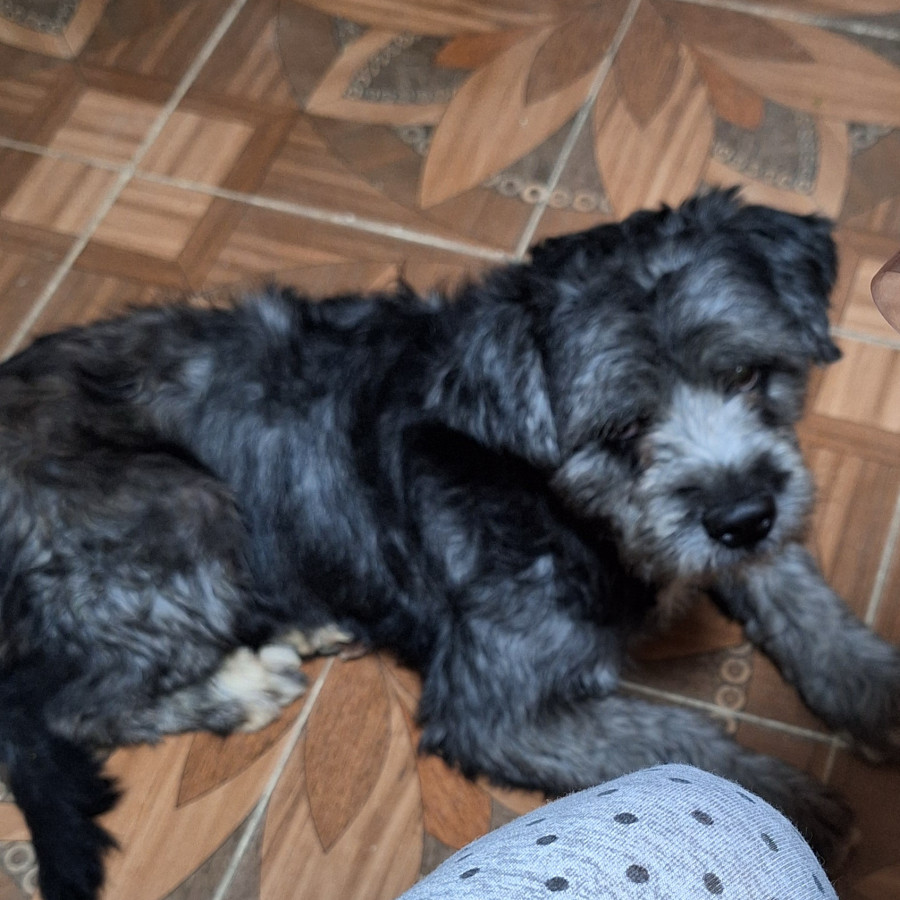 CHAPARRO | Raza Mestizo | Perdido