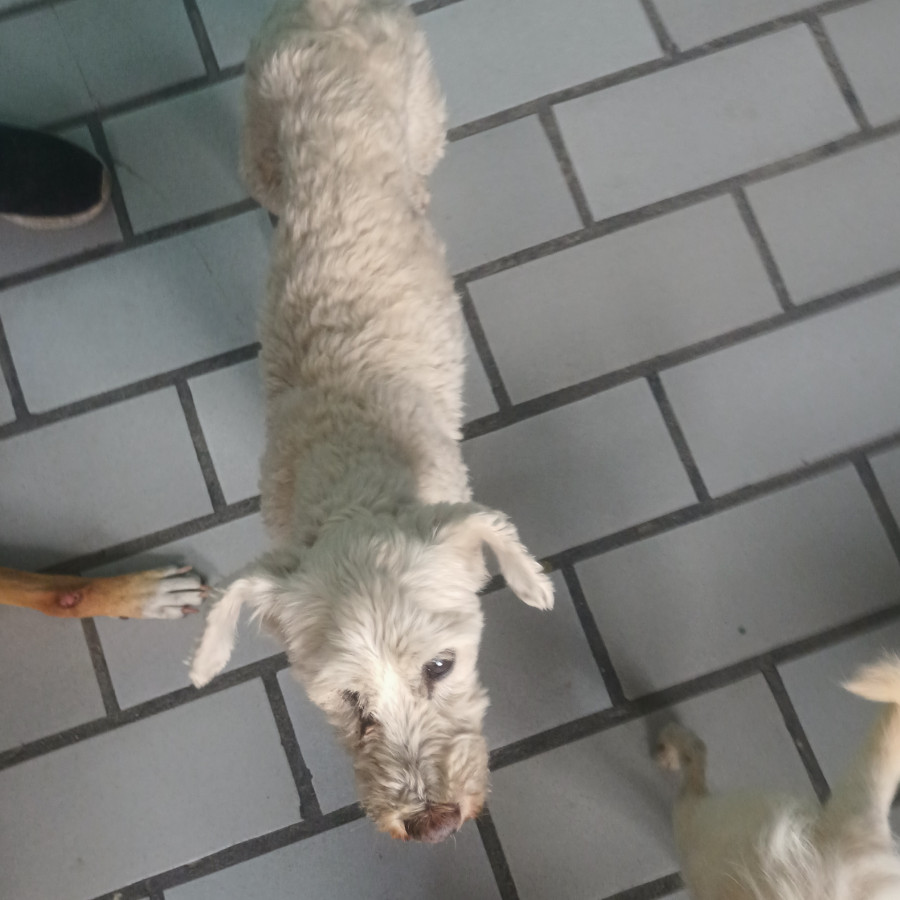 BELLA | Raza Mestiza, cruza de Maltés | Perdida