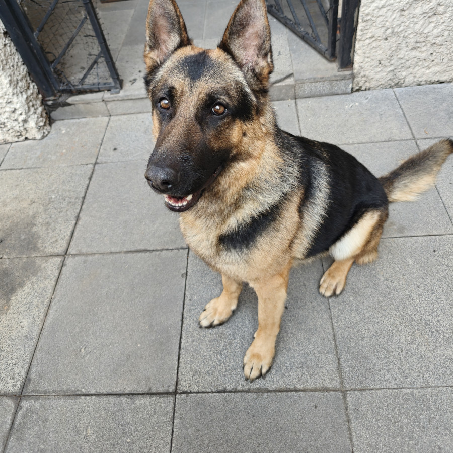  | Raza Pastor Alemán | Encontrado