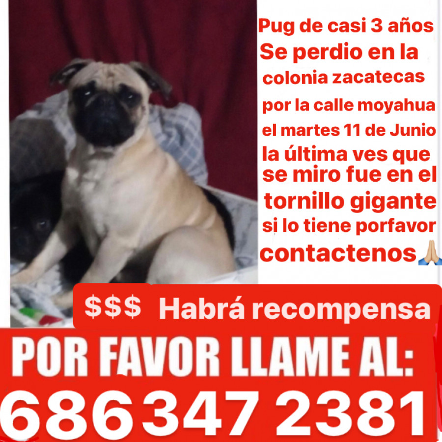 PANCHO | Raza Pug o Carlin | Perdido