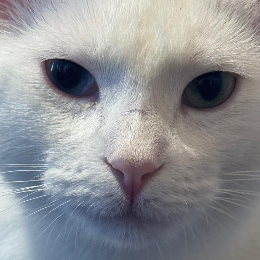 LUNA | Raza Khao Manee | Perdida