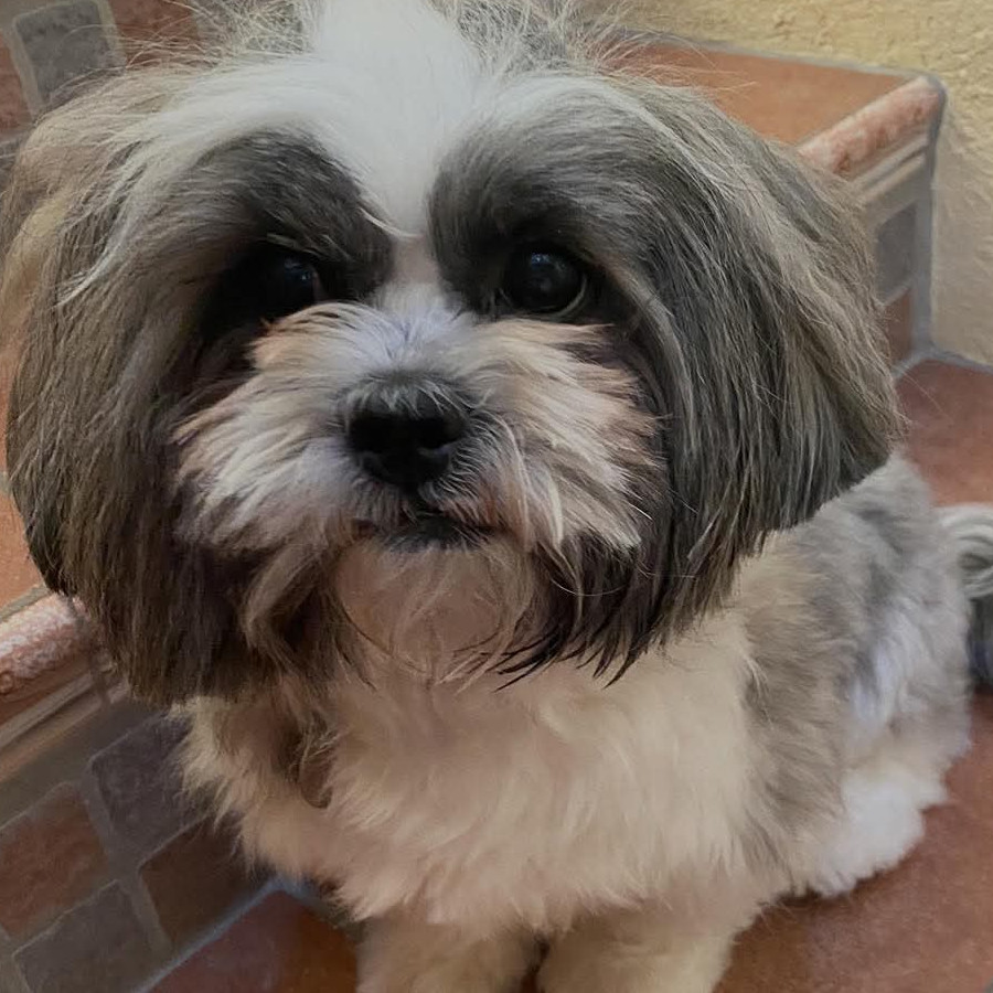 POLANKA | Raza Shih Tzu  | Perdido